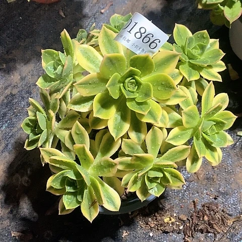 1866星爆多肉发货叶片有黑斑