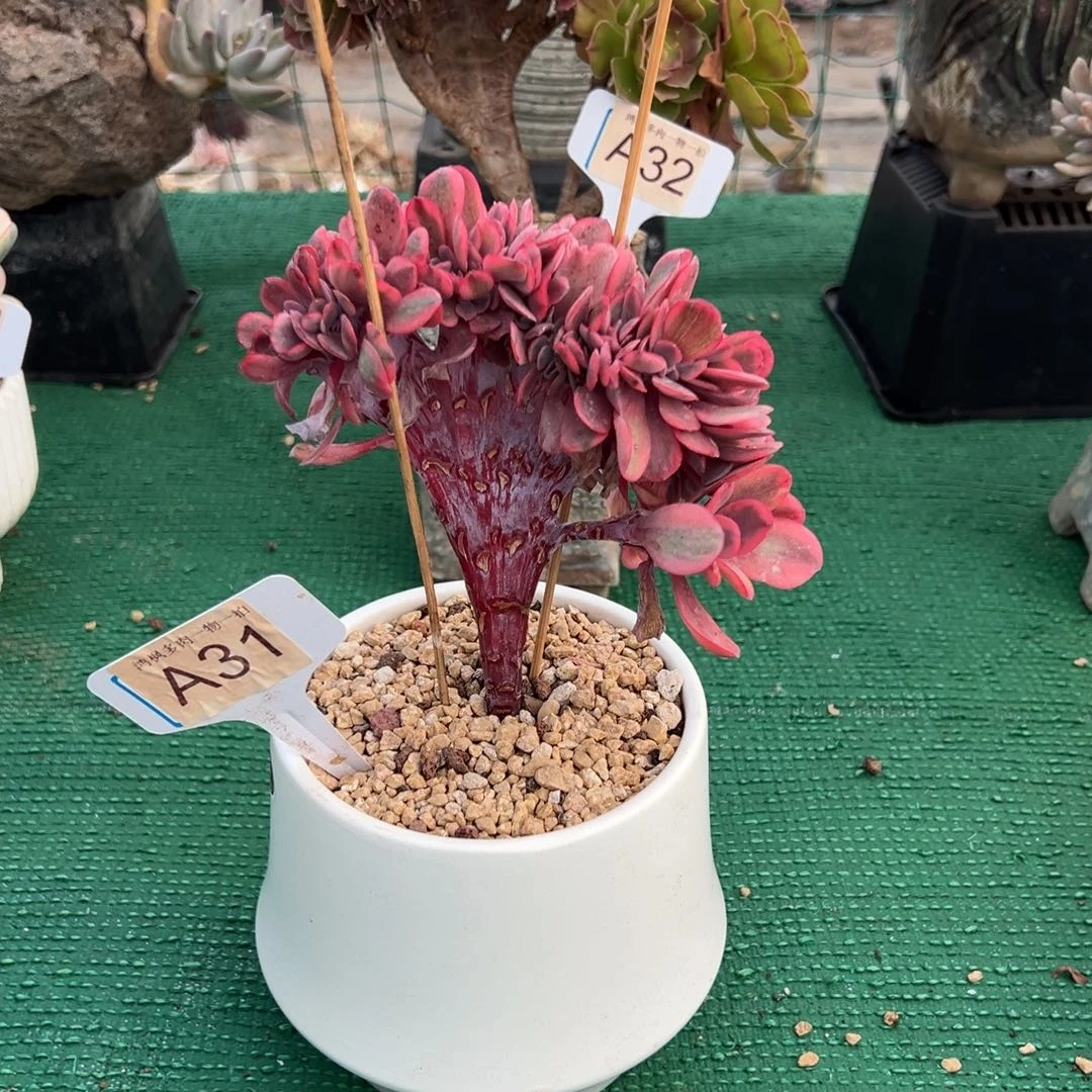 无花朵天使之翼锦缀，，，，，，，，，，
