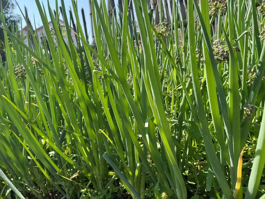 农村老品种大葱.