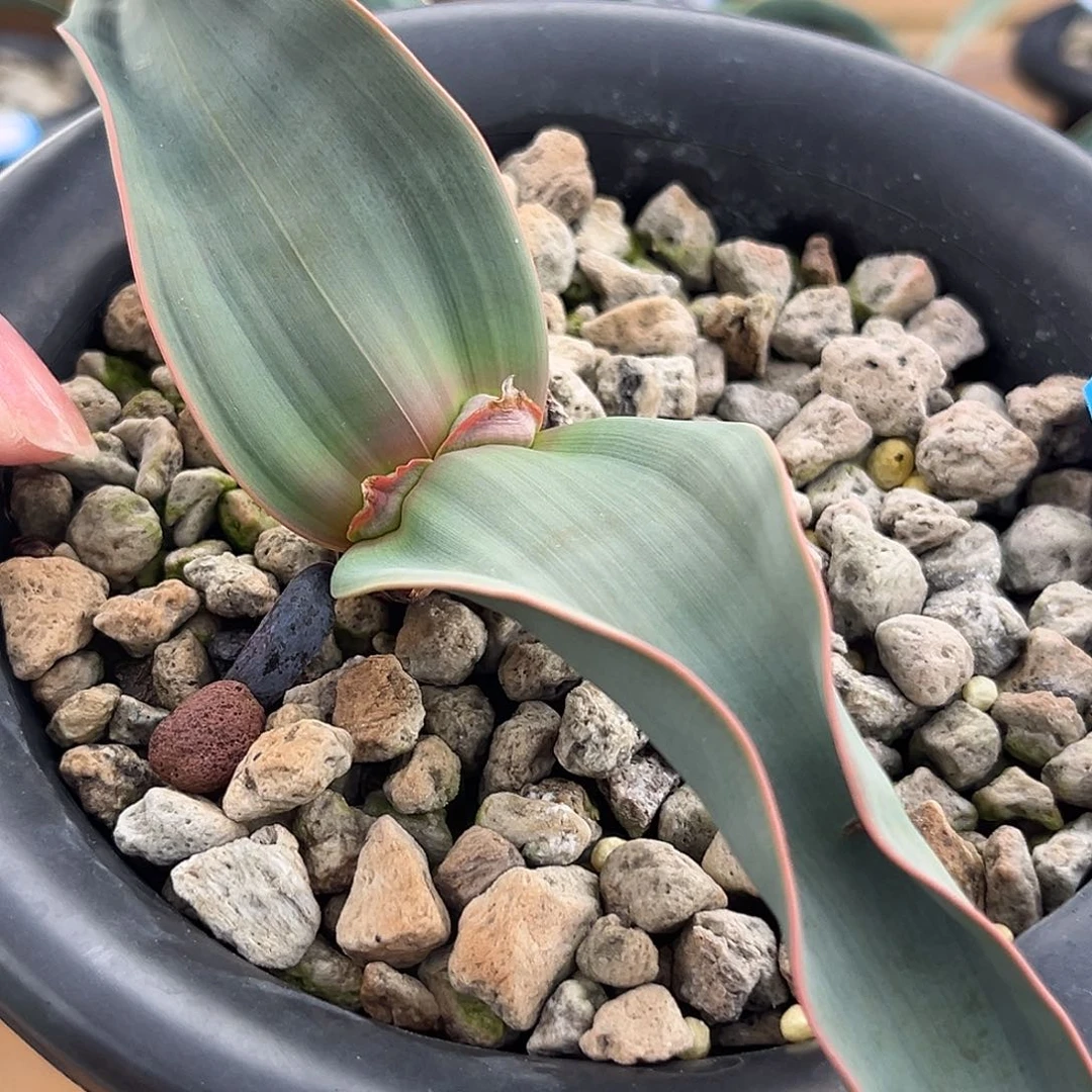 汤圆植物96百岁兰红边卷叶有金线
