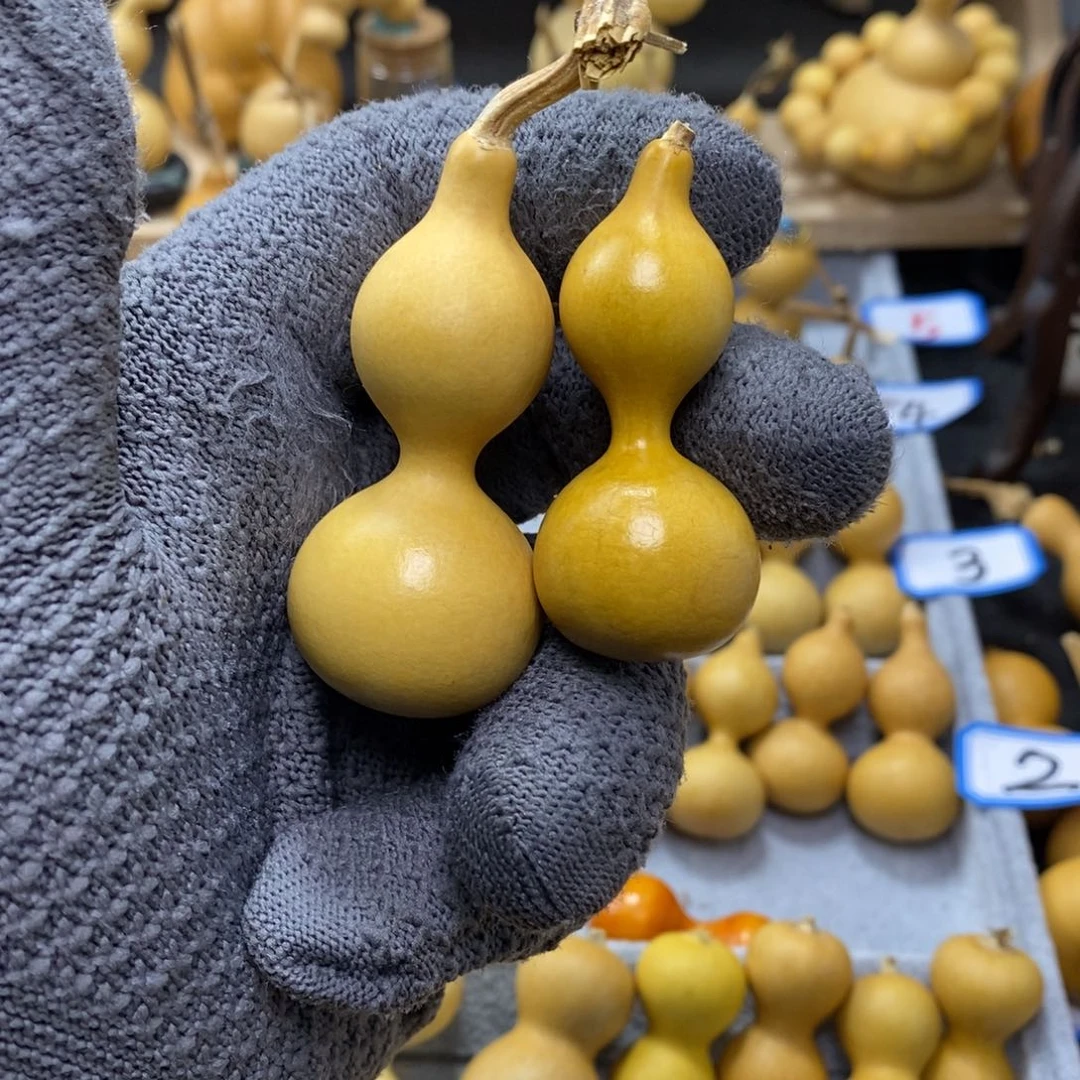 路***主直播间手把小葫芦