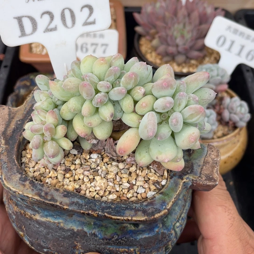 202三日月美人不带盆9厘米