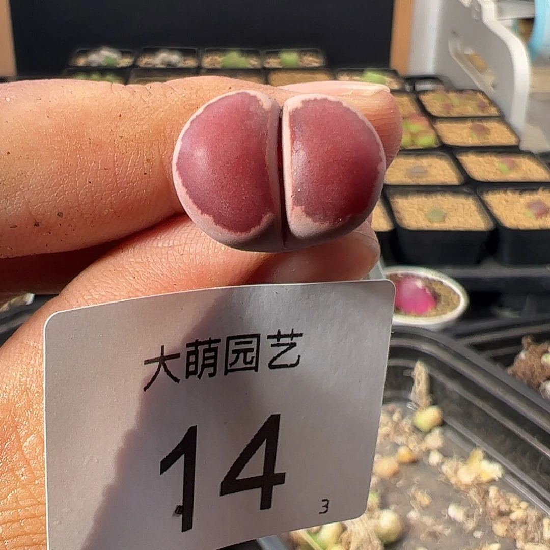 一物一拍。        14