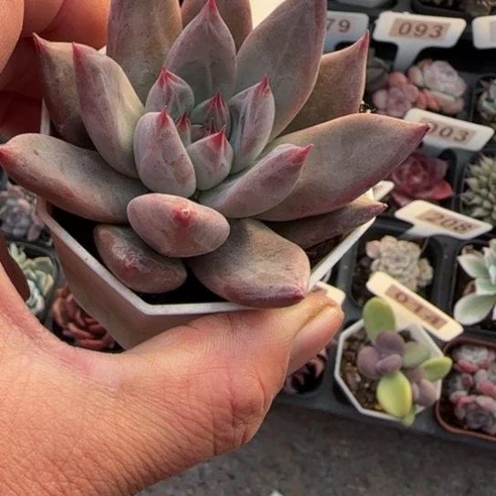 295美人杂多肉植物多