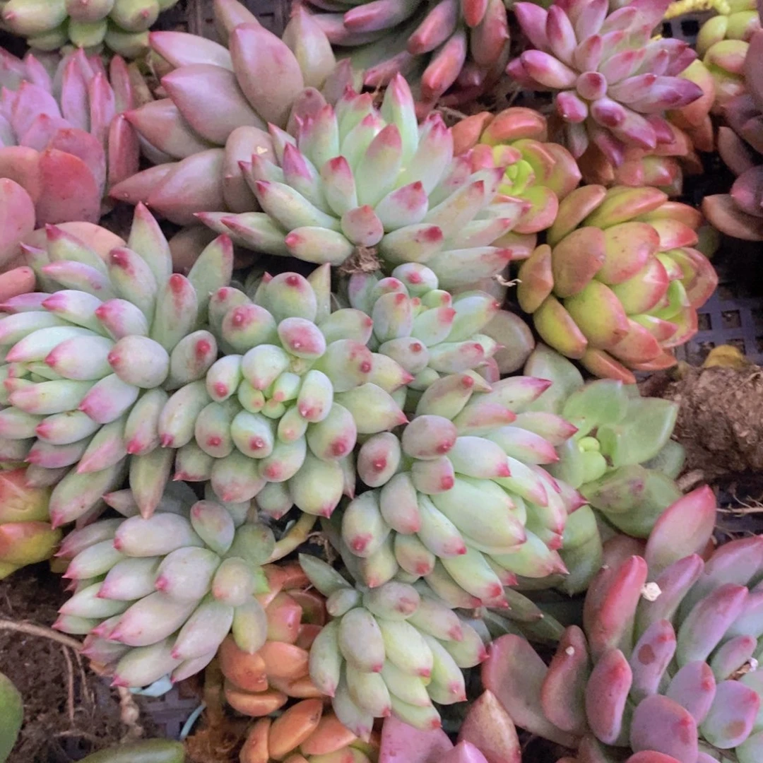 Y***A多肉植物植物植物植物