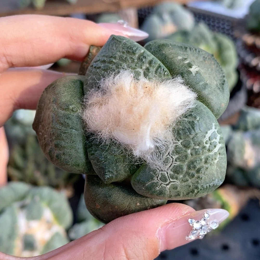 初***烟实生连山捡漏捡漏