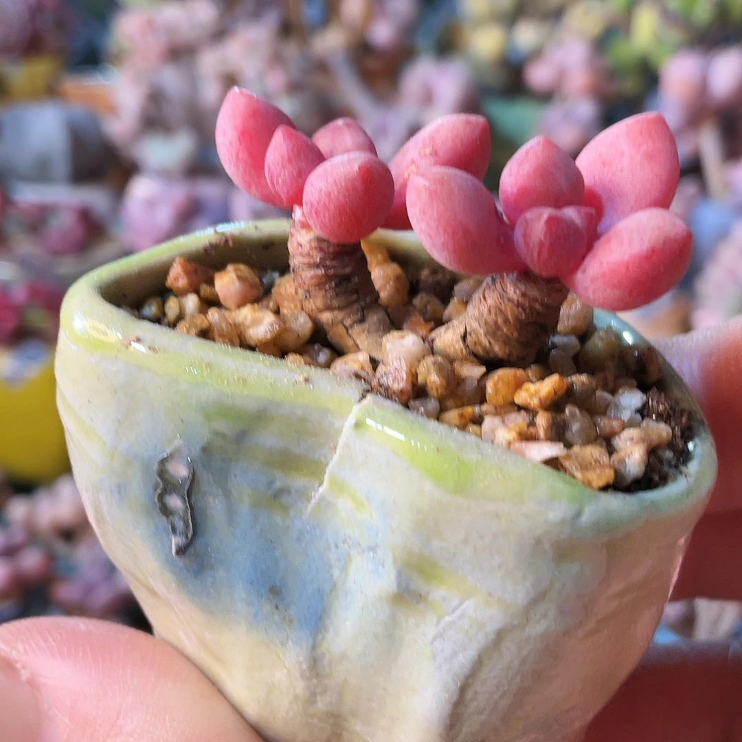 ****萌多肉植物的生长发育和生长发育等