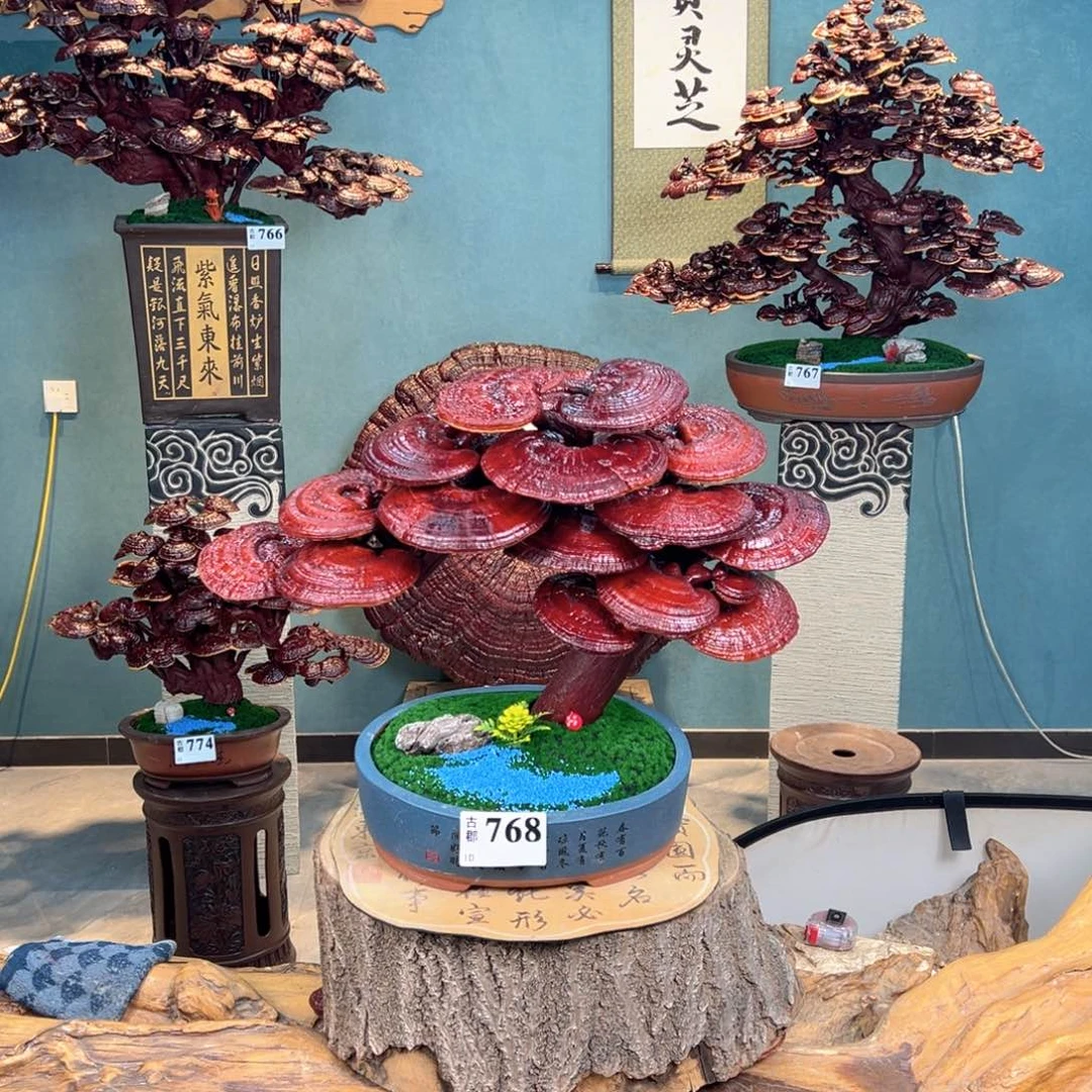 丽***）无花朵86888889888