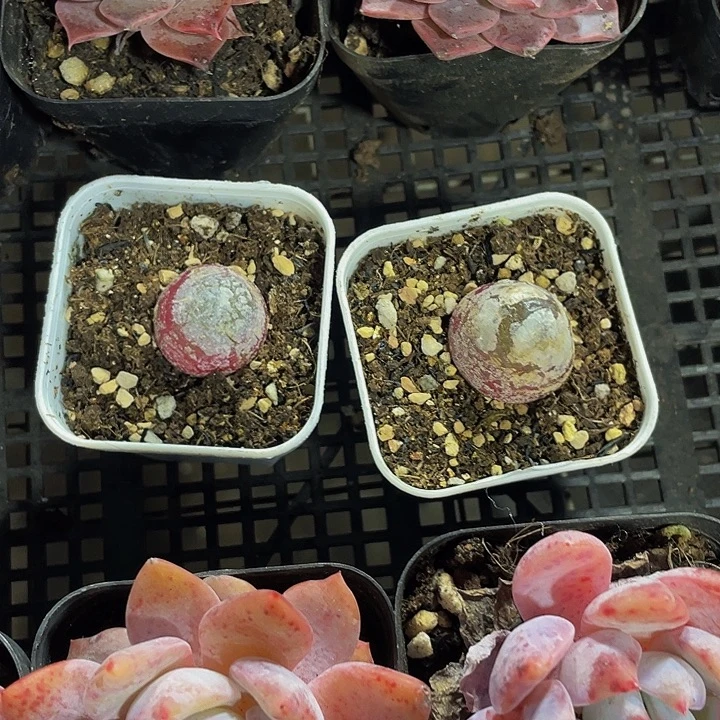 大灯泡9.9带盆土发货