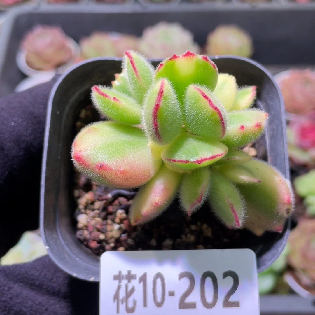 花利美10-202彩熊 不售后