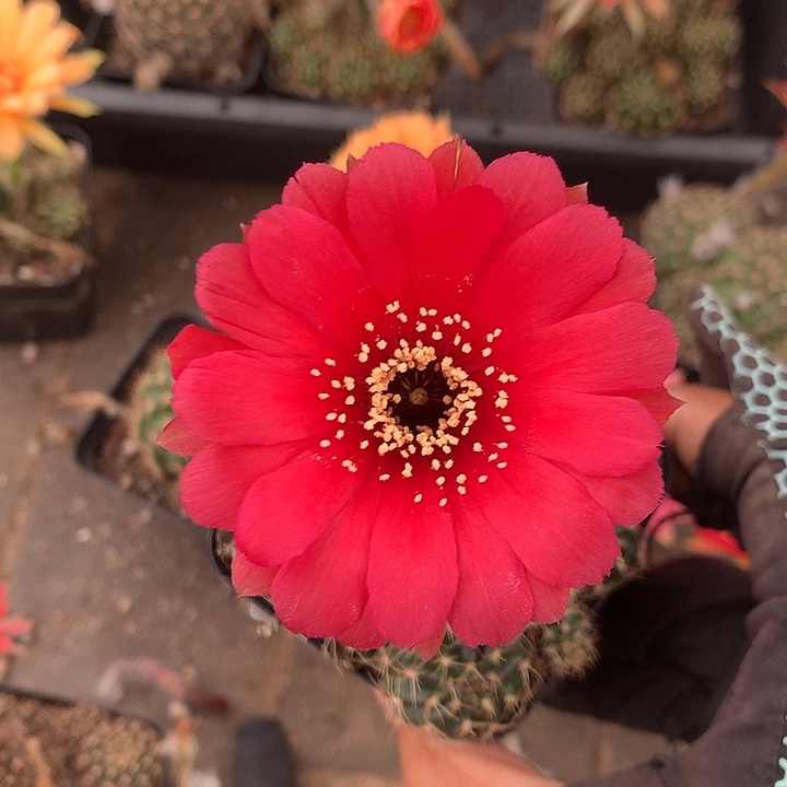 754 实生丽花7厘米盆