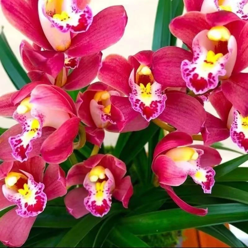 (3-4支花剑)【红宝石】钻石红花浓香好养花室内花卉绿植盆栽兰花