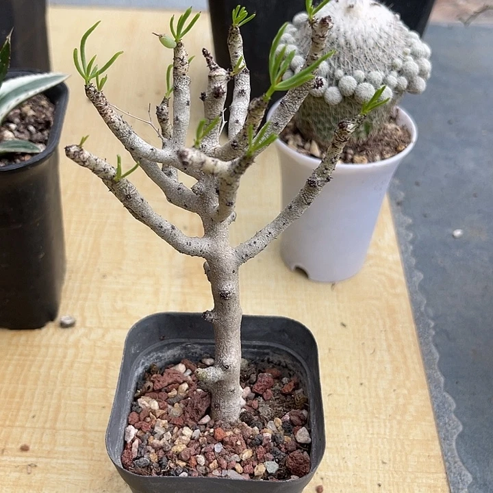 无花朵佛垢里奇峰锦一物一拍