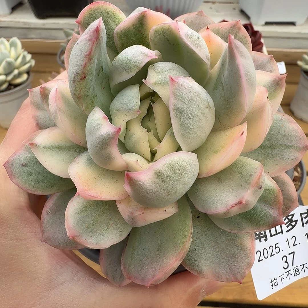 草莓蛋糕锦111211-37