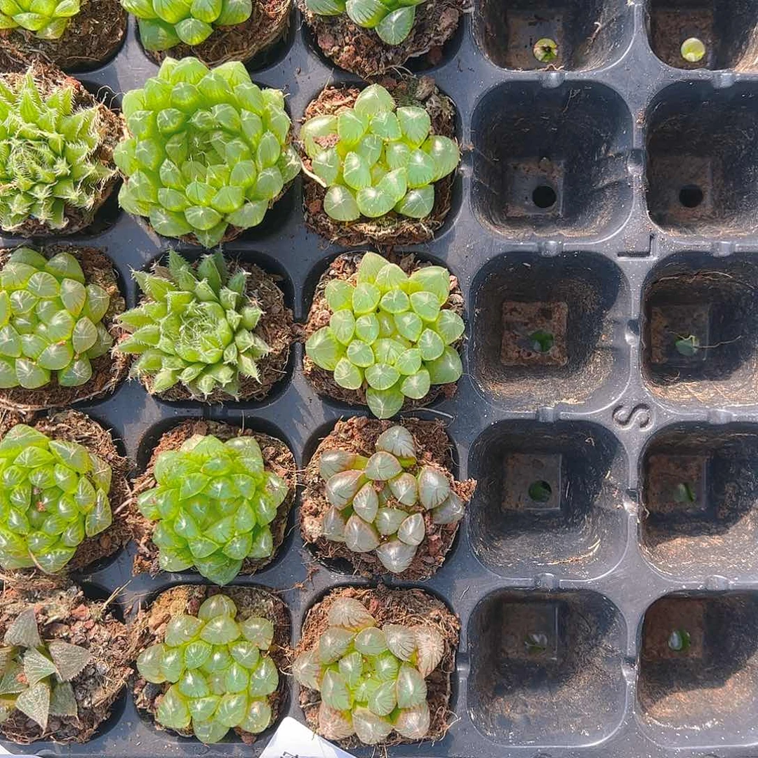 直播福利一物一拍91