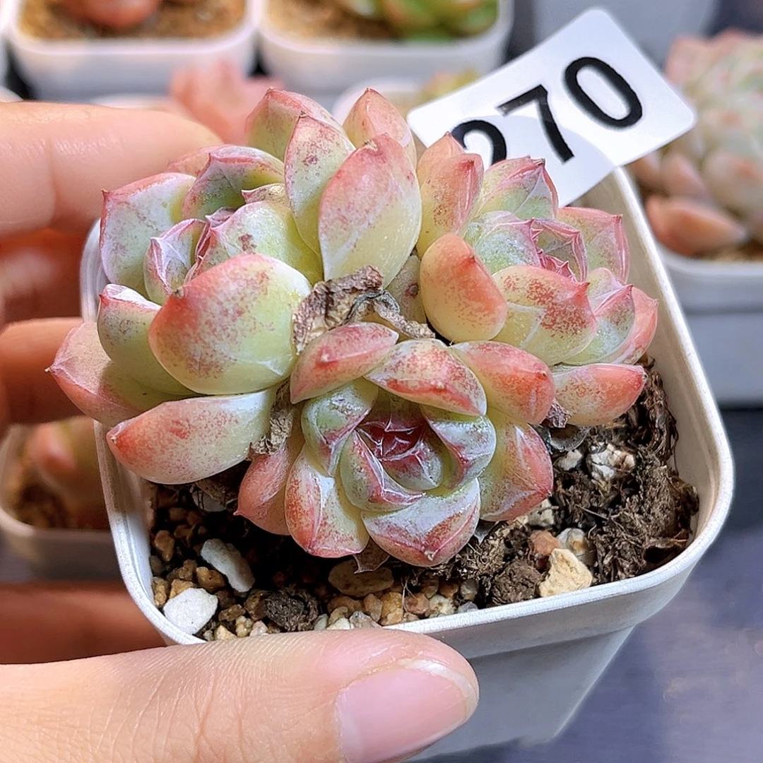 女***柴270一物一拍  花绵