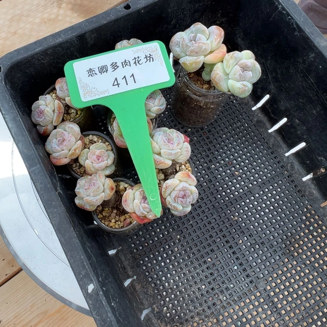 巧***_411糖心组合老桩0000