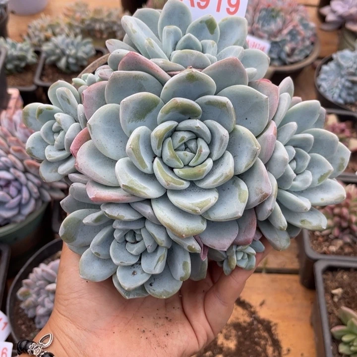 哈哈哈哈哈哈哈哈哈哈919