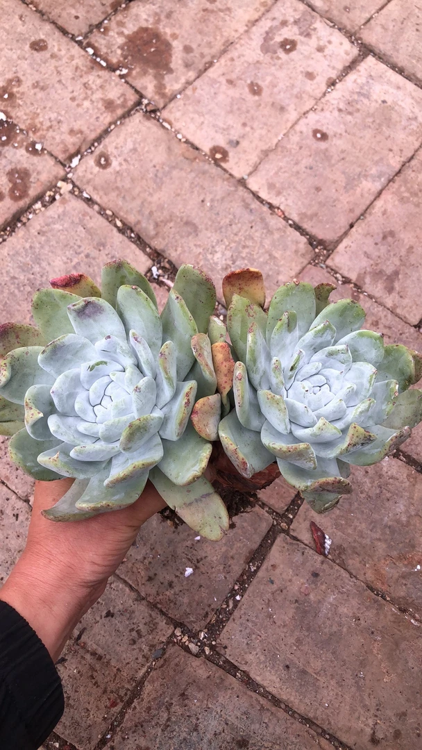 赛丽娜老桩精控