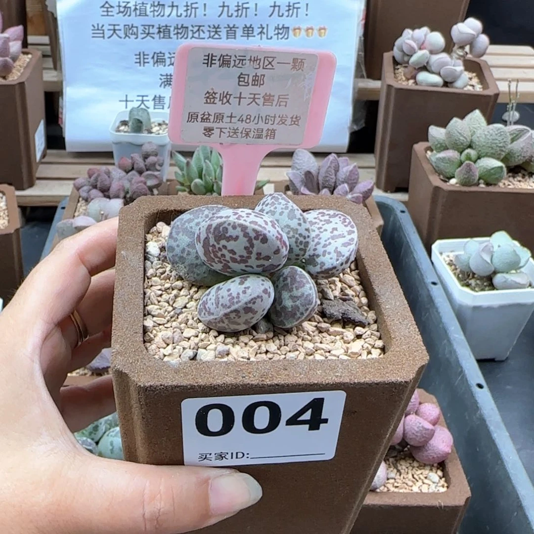 004花旦微瑕多肉植物
