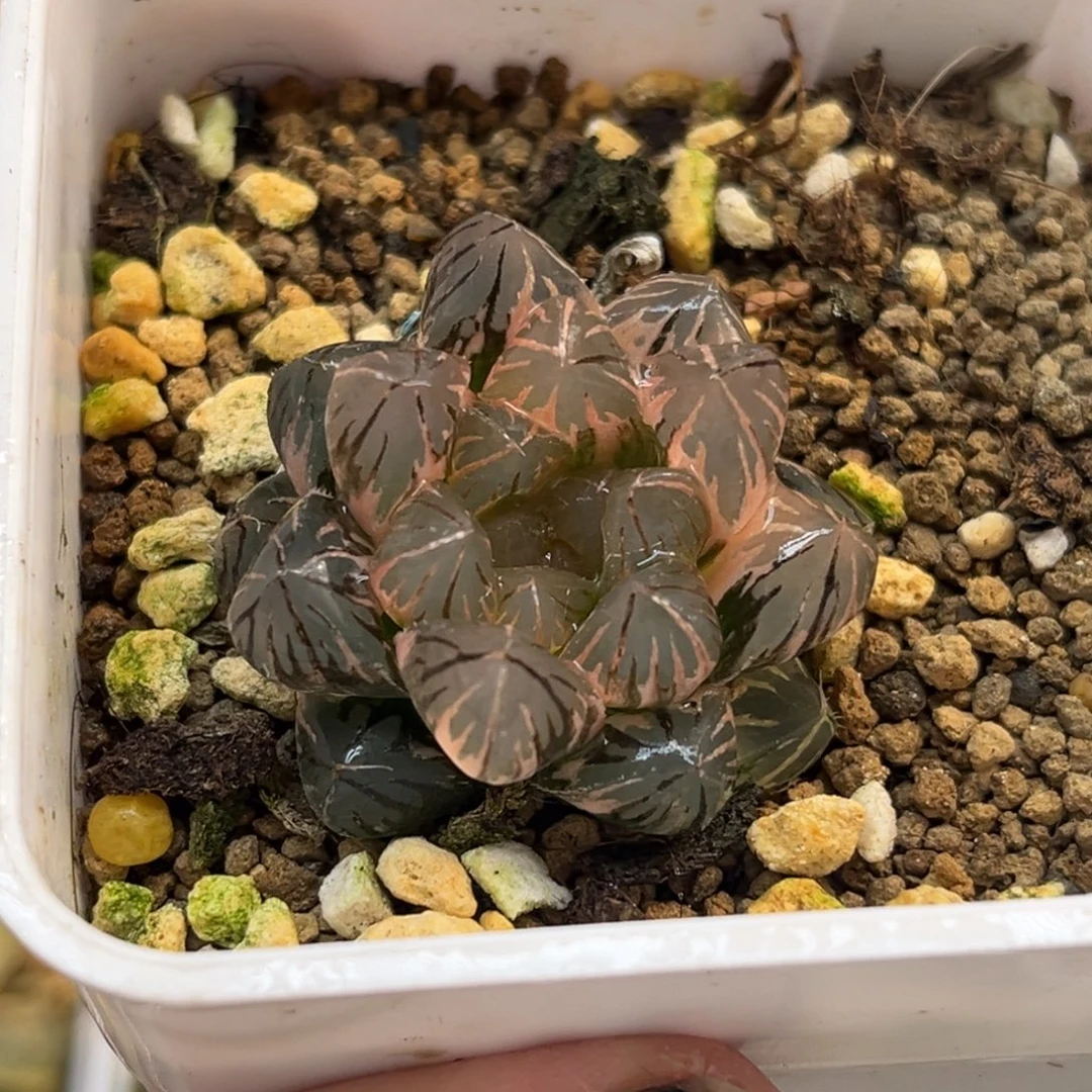 46霓虹灯玉露锦福利专场