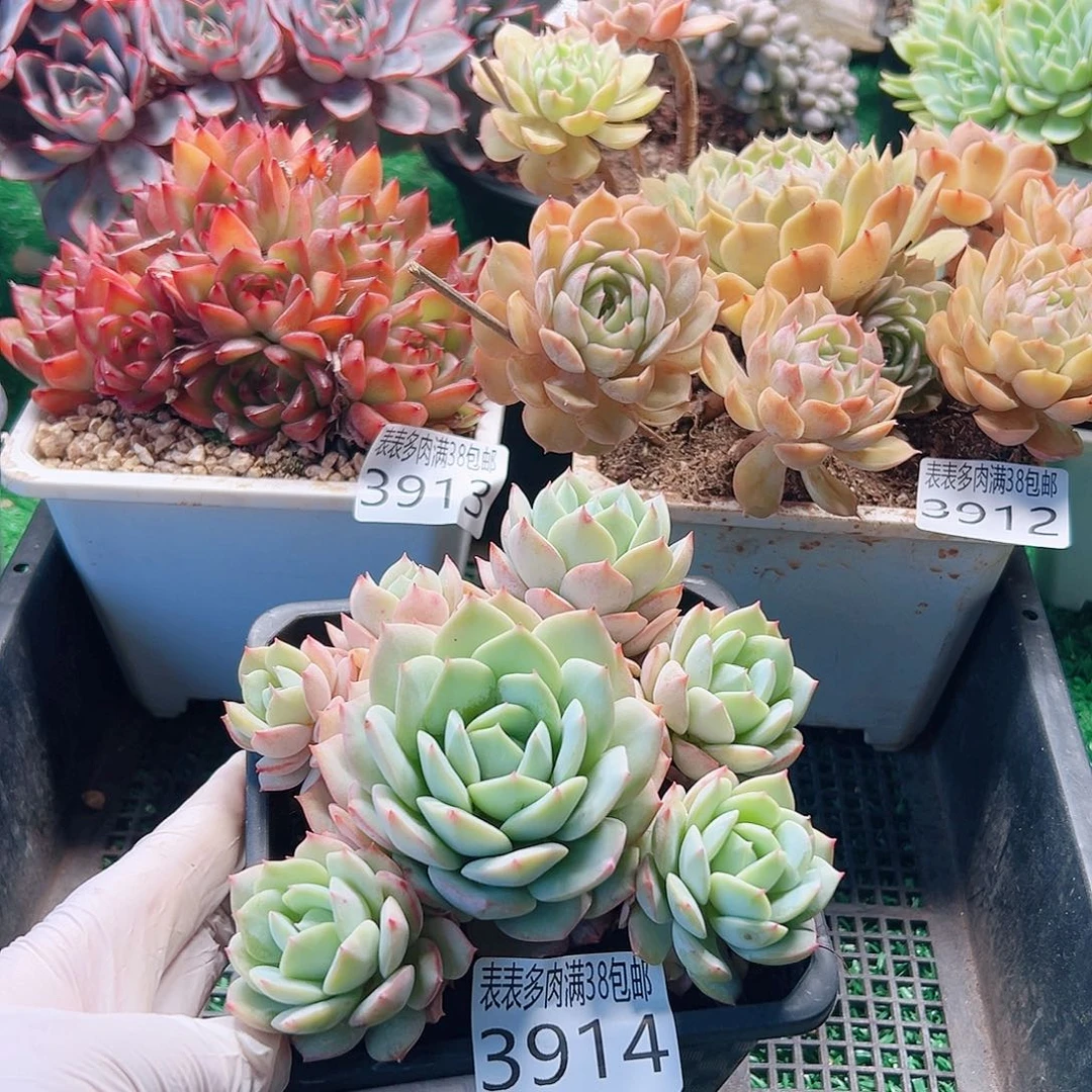 林***稀无花朵多肉一物一拍植物3914
