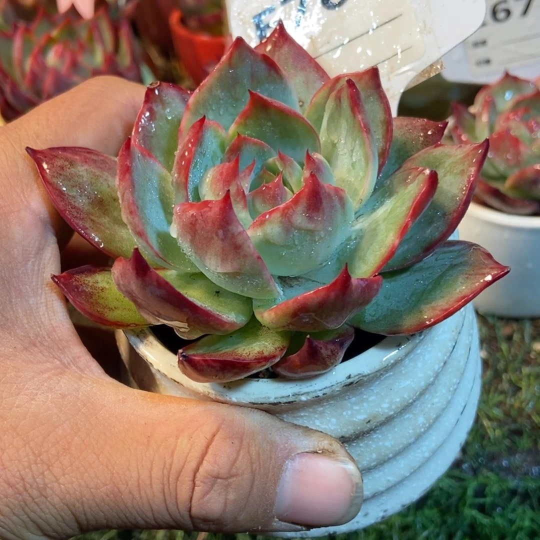 惊鸿一瞥765号楼