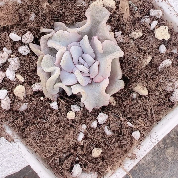 手****。多肉植物多肉植物