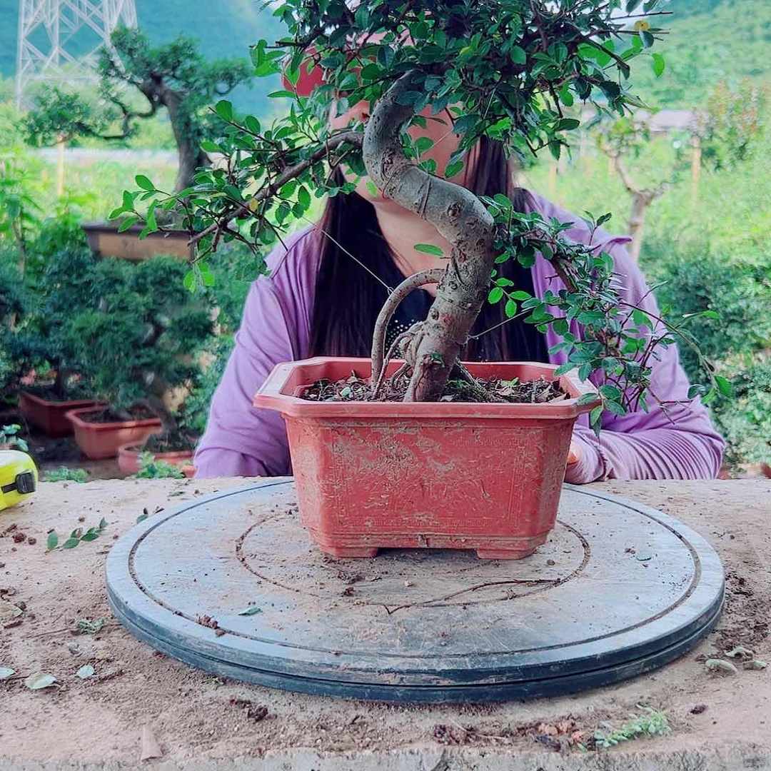榆树老树喜阳喜水耐寒耐高温