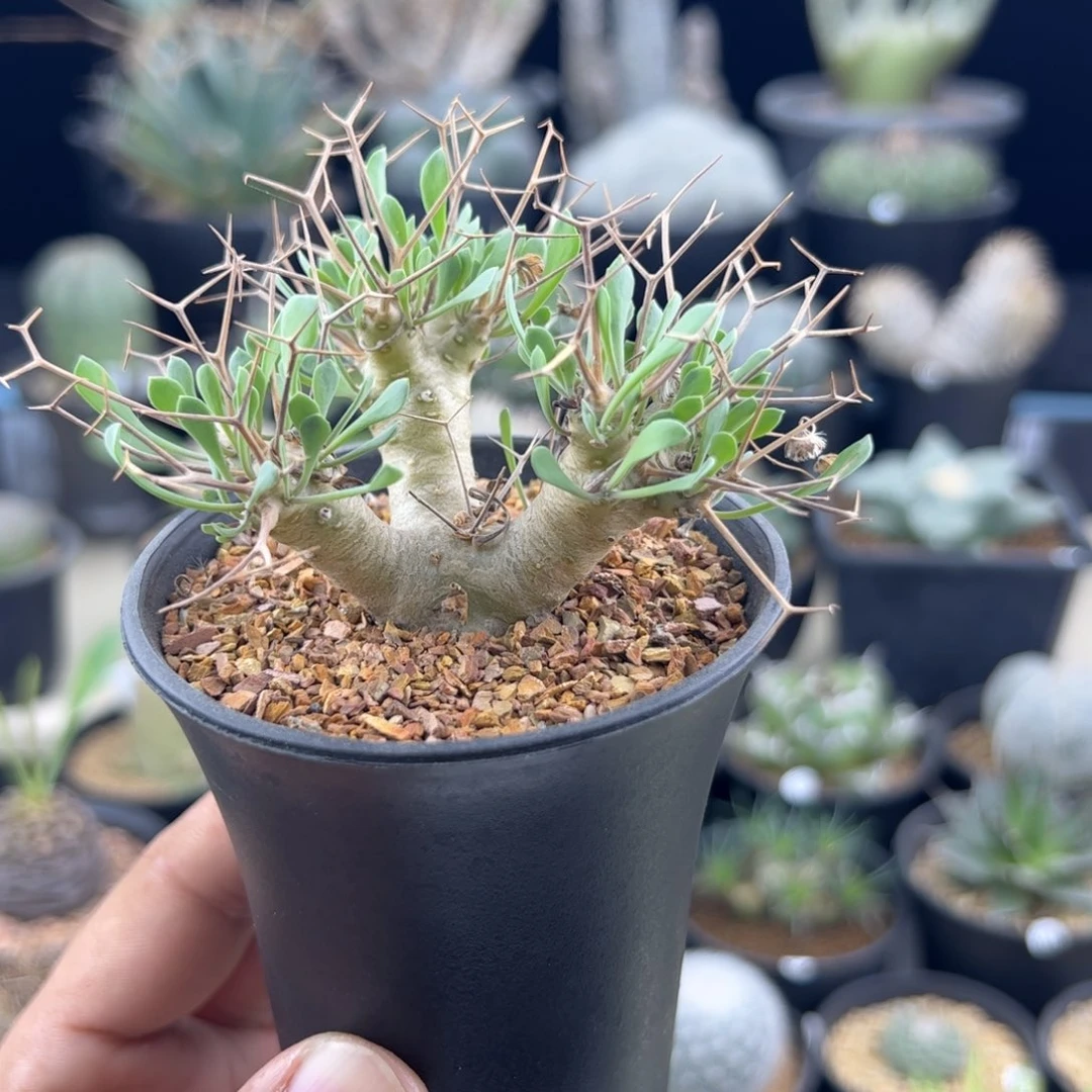 黑鬼殿厚敦菊一物一拍