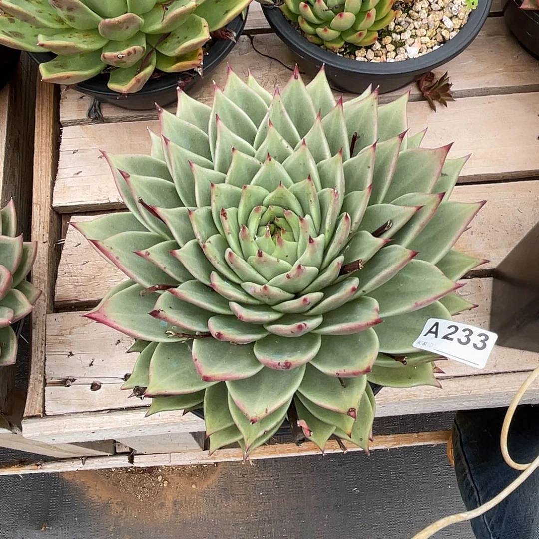 若如东云筐拍A233