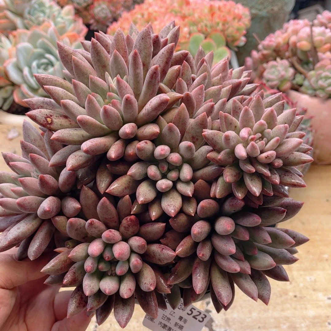 523水晶球德华多肉