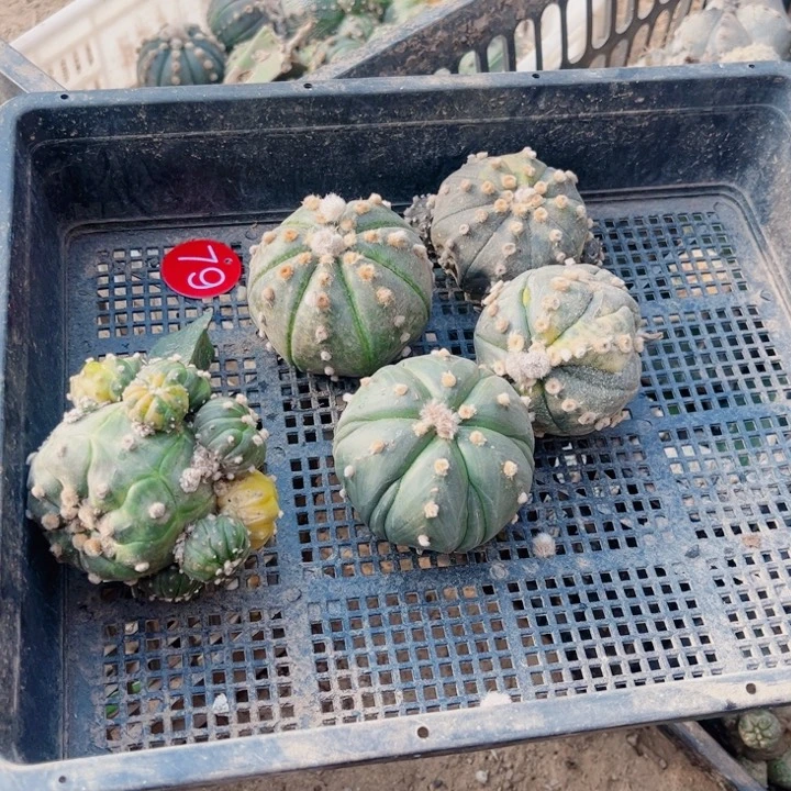 仙人球一筐开花球79