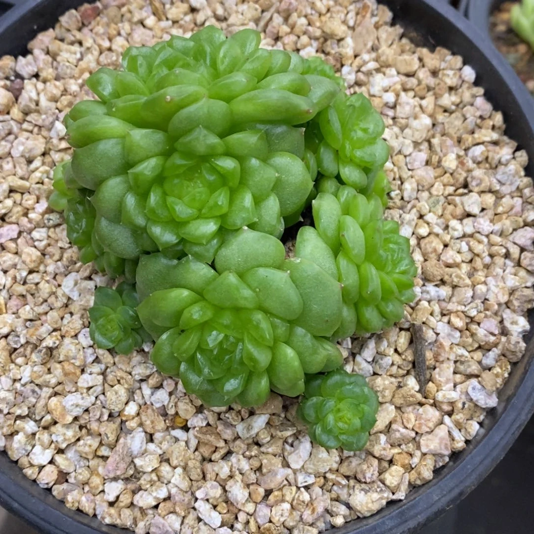 精品多肉一物一拍不包整244
