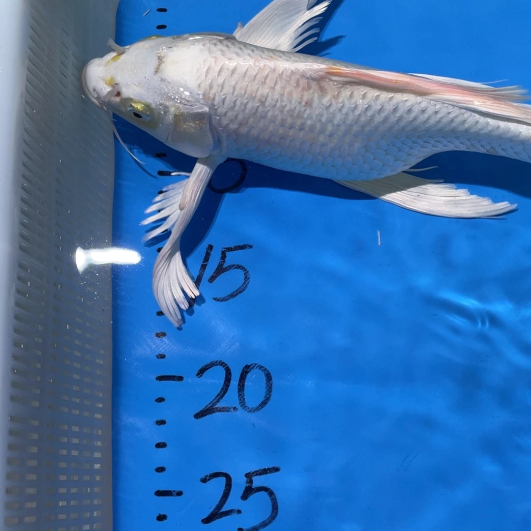 锦鲤锦鲤蝴蝶鲤鱼包邮