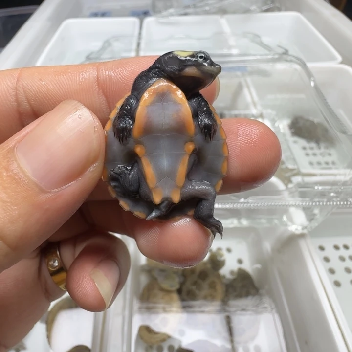 小***呼不分公母宠物龟圆澳苗