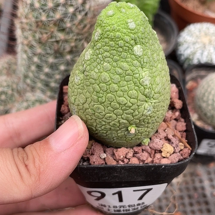 917凝蹄玉仙人球植物