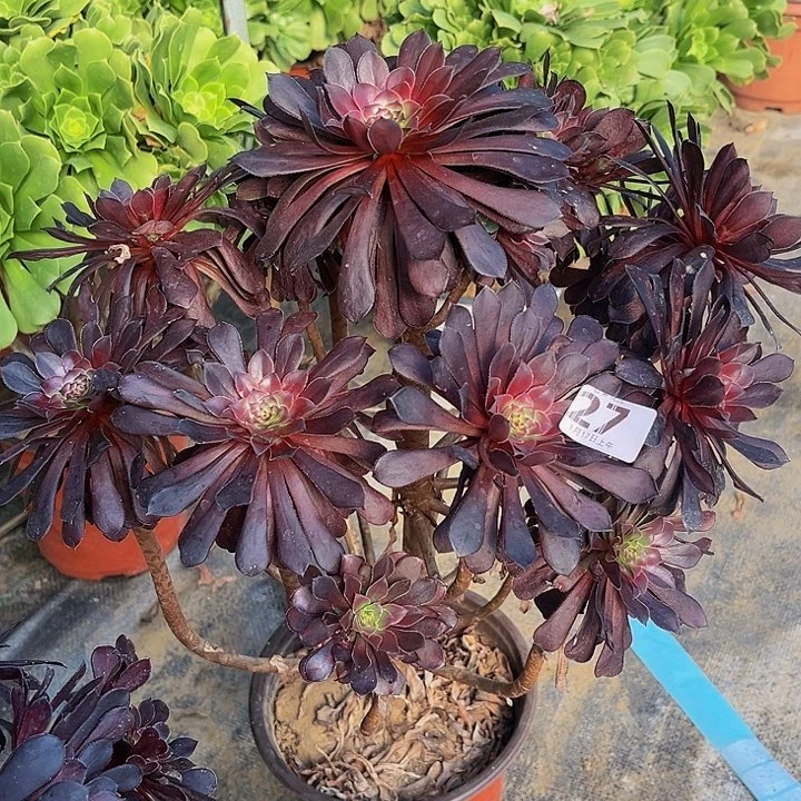 黑同法师一物一图27