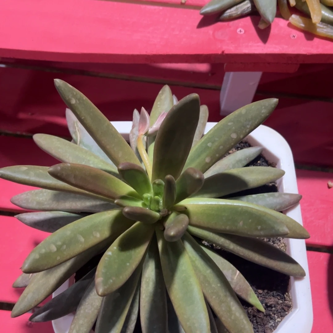 多为非多肉植物啦啦啦