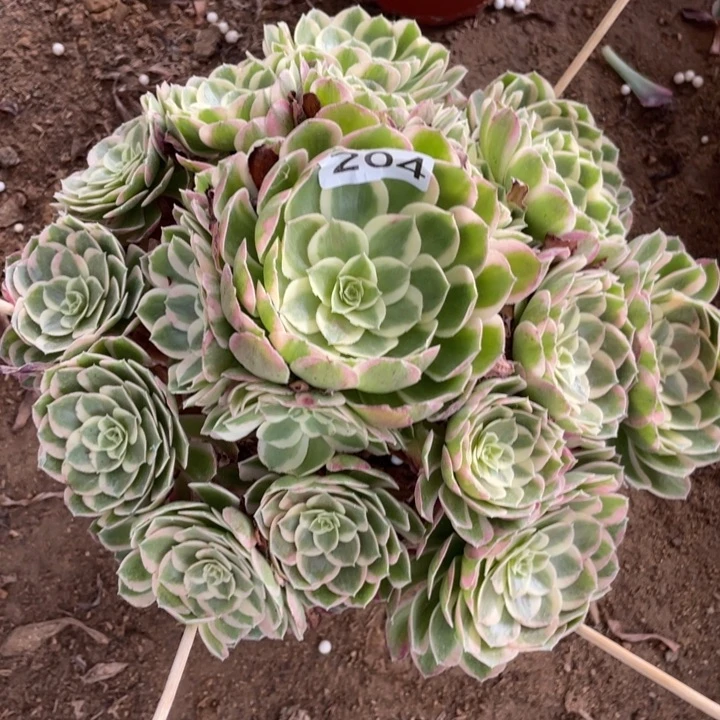 无花朵204多肉植物孔雀翎