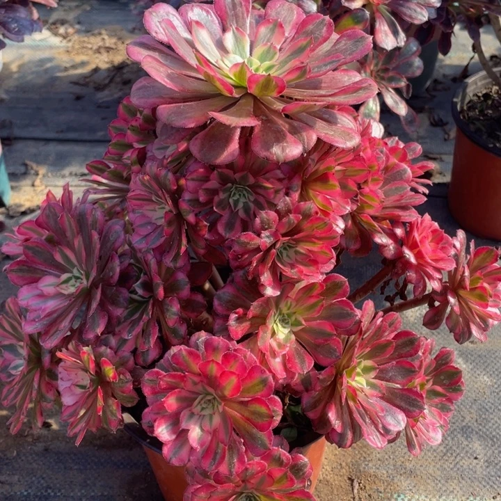 641红铜白精品法师多肉