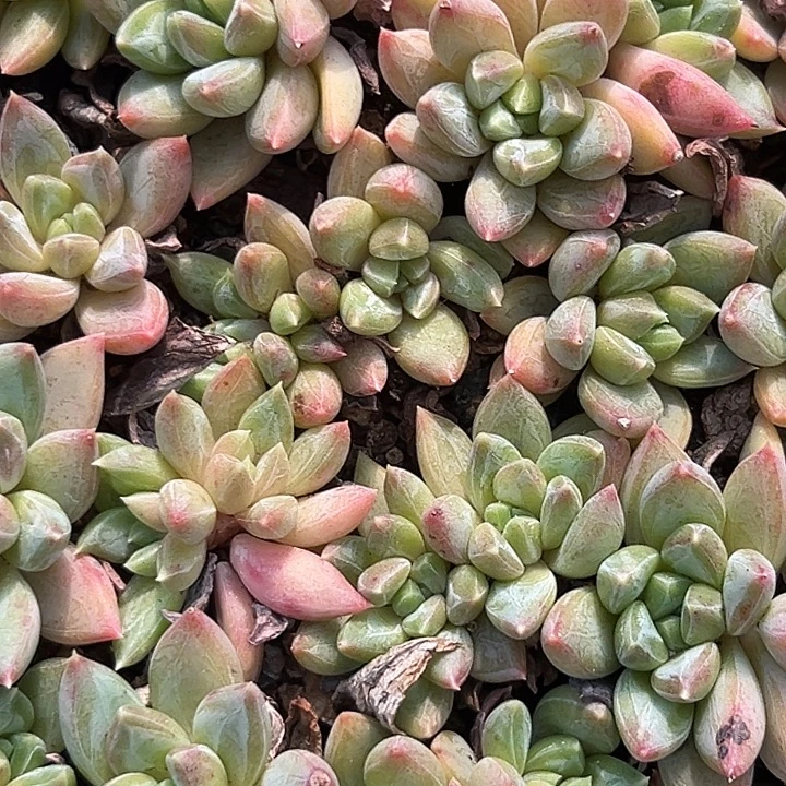 红蛋小苗38元10颗