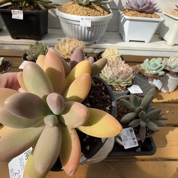 三头日光灯1111115-212