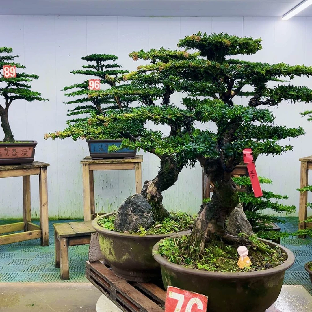 【闪购商品】无花朵W****g