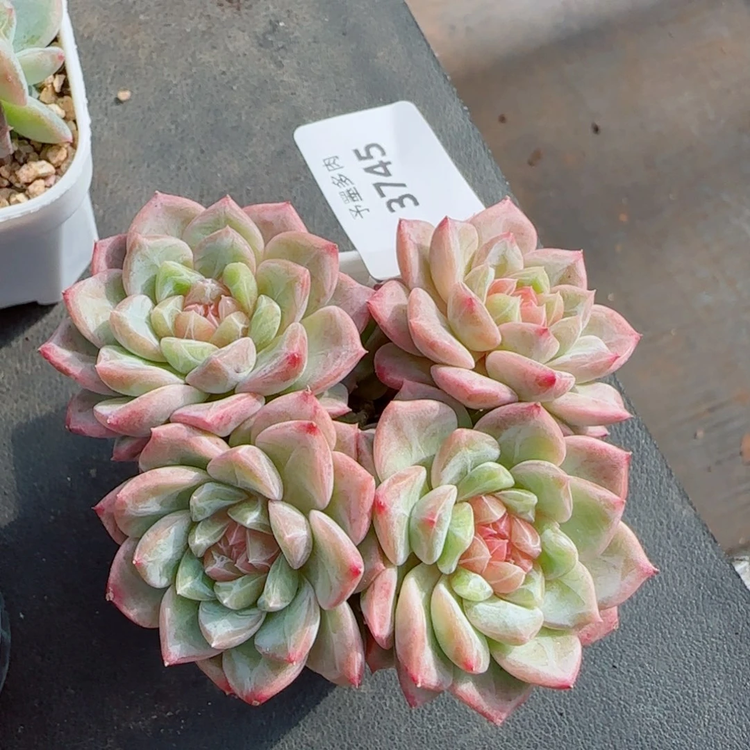 甜心群，有砍，3745多肉植物