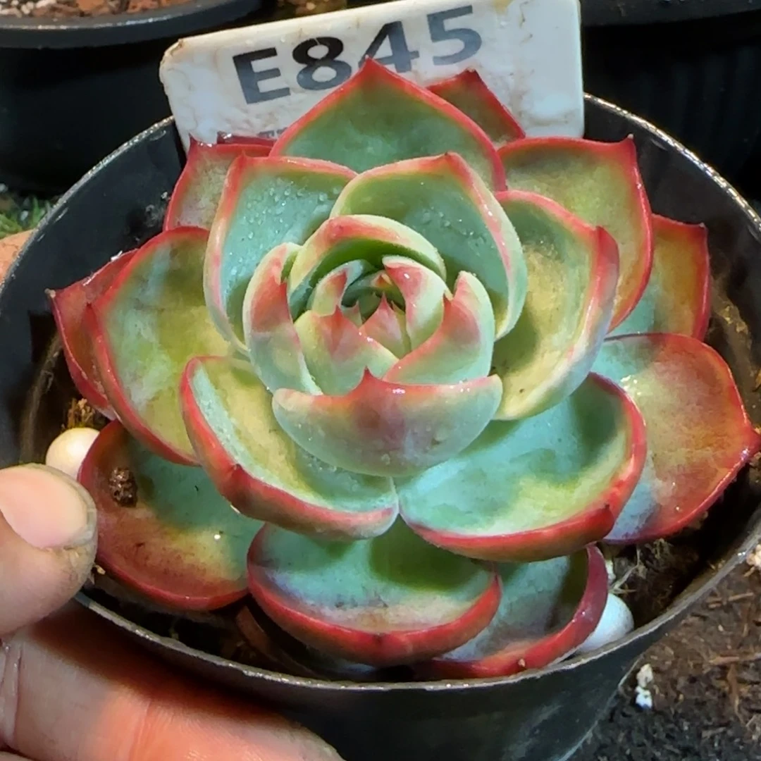 玫瑰惊鸿一物一拍包装收缩花旱845