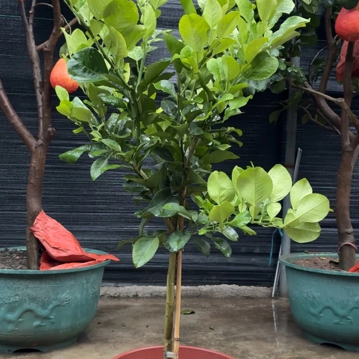 小***哥完全开放一物一拍