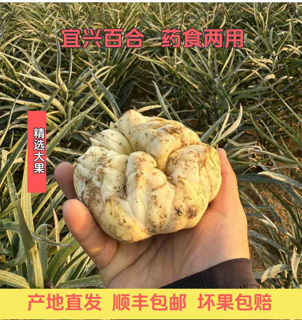 （大果2斤）25年现挖宜兴鲜百合2斤7个