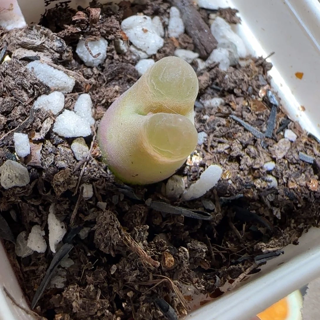 肉锥多肉植物百科-磁铁668