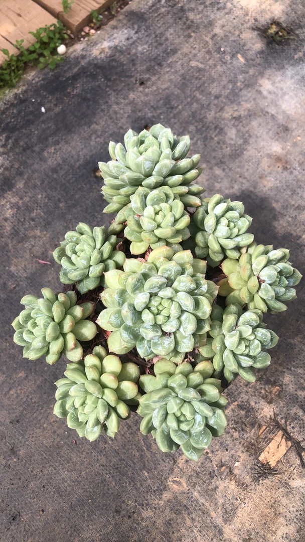 多肉植物百达翡翠手捧花老桩精控